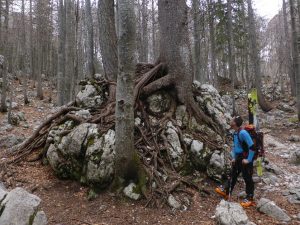 Felsbrocken in der Geiselhaft von Baumwurzeln beim Abstieg ins Logartal