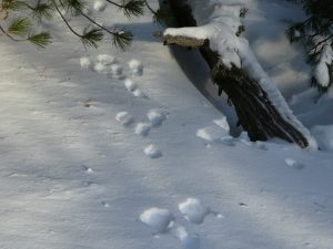 Spuren im Schnee: Der Osterhase war da!